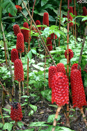 Queen of Malaysia plants in le Jardin de Balata. Martinique.
