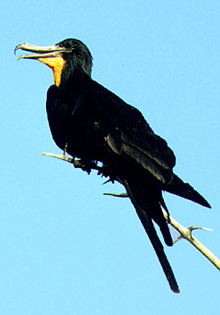 Frigate bird resting on a branch in Manialtepec. Mexico.