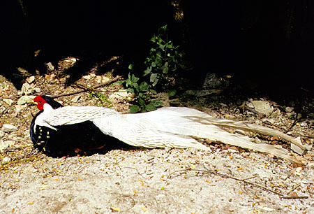 Black, red and white pheasant rests on ground at Bird Park in Kuala Lumpur. Malaysia.