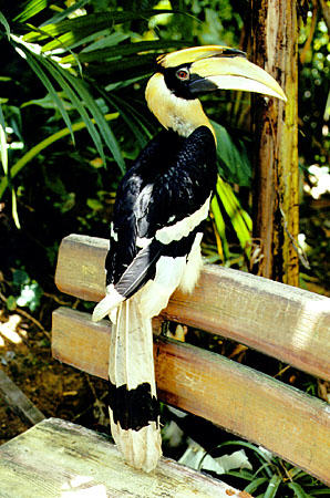 Great hornbill at Bird Park in Kuala Lumpur. Malaysia.