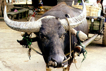 Water buffalo in Beserah. Malaysia.