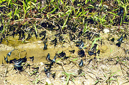 Butterflies near Gomantang caves in province of Sabah. Malaysia.