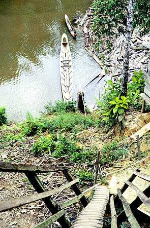 View down steps carved in a log towards river at Ugat longhouse, Sarawak. Malaysia.