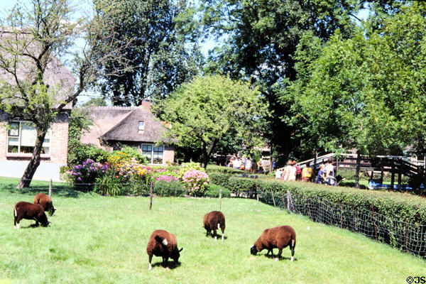 Sheep grazing. Giethoorn, Netherlands.