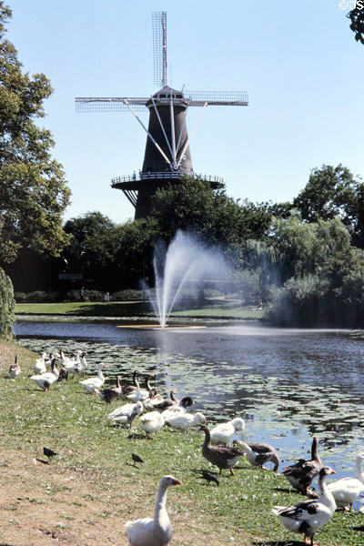 Windmill & geese in Molen de Valk. Leyden, Netherlands.