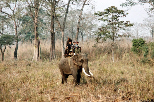 Group rides Asian elephant in Chitwan National Park. Nepal.
