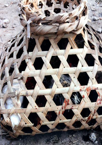 Basket with fighting cock. Nepal.