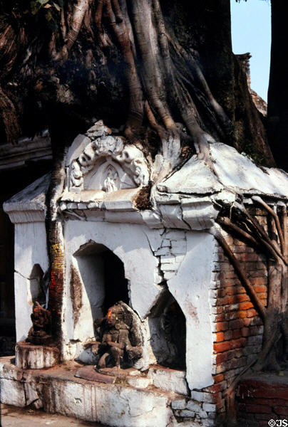 Tree roots grow through a shrine in Durbar Square, Katmandu. Nepal.