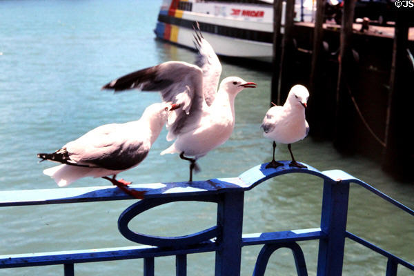 Trio of red-billed gulls rest on a rail. Auckland, New Zealand.