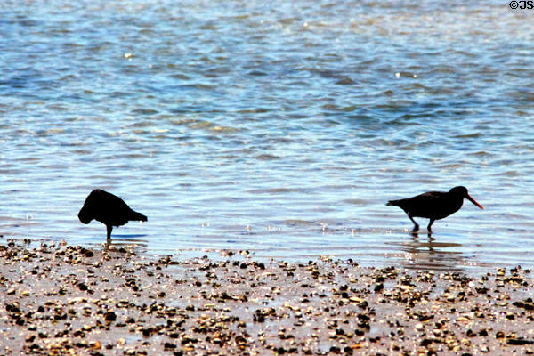 Variable Oystercatchers (<i>Haematopus unicolor</i>) at Waipu River. New Zealand.