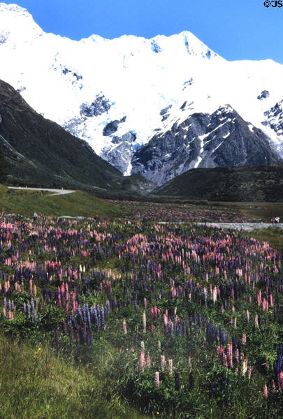 Mount Cook over Lupins. New Zealand.