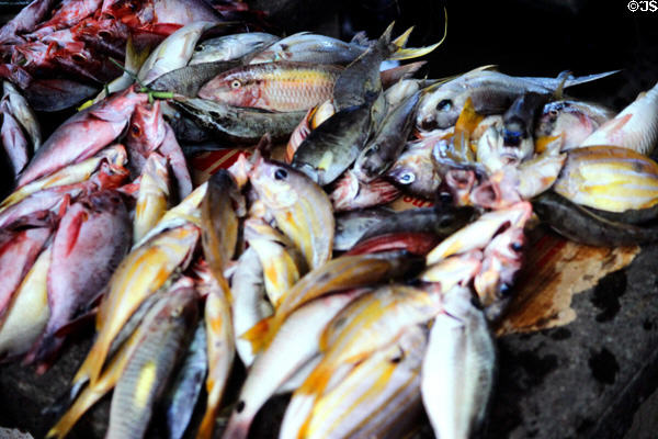 Colorful fish for sale at the Port Moresby market. Papua New Guinea.