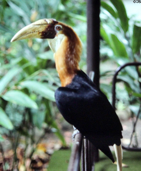 Wild hornbill birds raid the breakfast tables for fruit at the Madang Resort Hotel. Papua New Guinea.