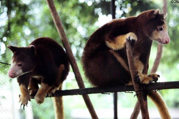 Tree kangaroos in captivity in Madang. Papua New Guinea.
