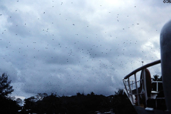 Fruit bats (aka flying foxes) in sky over Madang. Papua New Guinea.