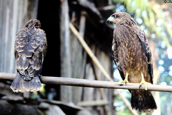 Two hawks along the trail to Palembei from Sepik. Papua New Guinea.