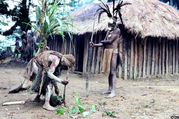 Chimbu villagers demonstrate planting techniques. Papua New Guinea.