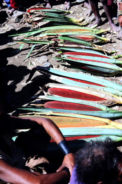 Local fruit which is made into tomato juice-like drink in PNG highlands. Papua New Guinea.
