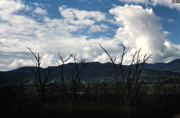 Killed trees to let sun down to coffee plants in PNG highlands. Papua New Guinea.
