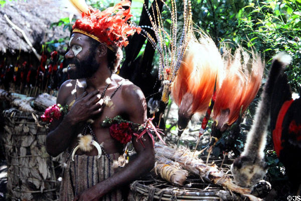 Bird of paradise feathers used in rituals at the courtship village. Papua New Guinea.