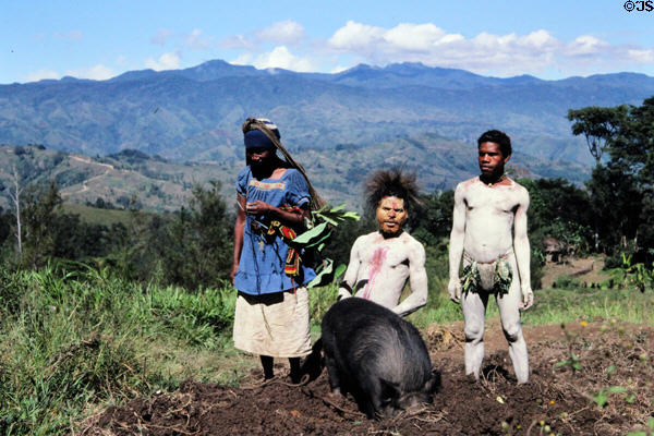 Mudmen with pig in PNG highlands. Papua New Guinea.