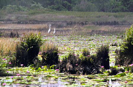 Wetlands of Pitch Lake on the southwest peninsula of the island of Trinidad. Trinidad and Tobago.