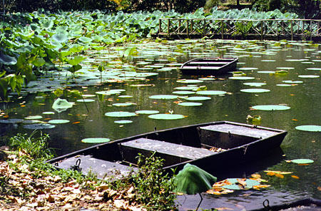 Rowboats on lake at Pointe-a-Pierre. Trinidad and Tobago.