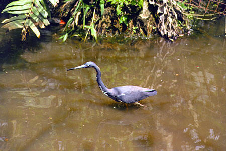 Tricolored Heron wades through Pointe-a-Pierre. Trinidad and Tobago.