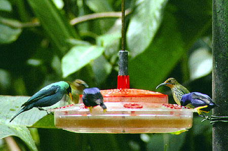 Purple Honeycreeper and Green Honeycreeper at Asa Wright Nature Center. Trinidad and Tobago.