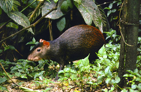 Agouti at Asa Wright Nature Center. Trinidad and Tobago.