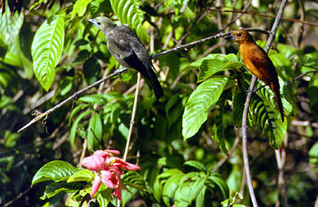 White lined Tanager at Arnos Vale Resort. Trinidad and Tobago.