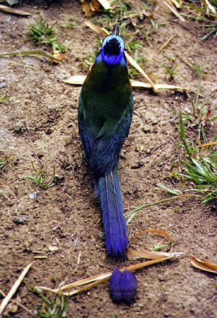 Blue-crowned Motmot at Arnos Vale Resort. Trinidad and Tobago.