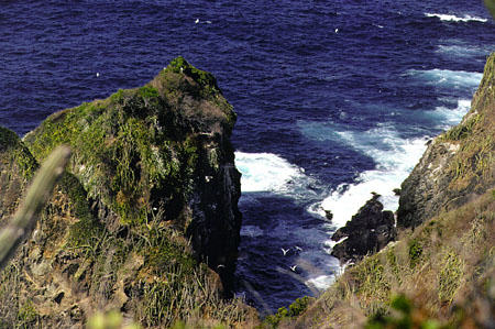 Sea birds soar over the cliffs of Little Tobago Island. Trinidad and Tobago.