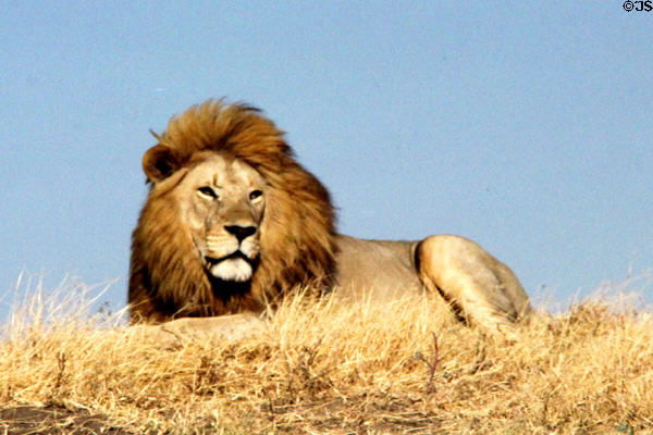 Male lion (<i>Panthera leo</i>) on a hill in Serengeti National Park. Tanzania.