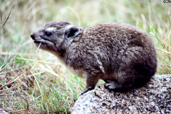 Rock Hyrax (<i>Procavia capensis </i>) chews a straw in Serengeti National Park. Tanzania.