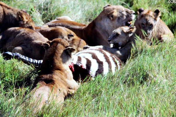 Lions devouring zebra seconds after kill in Ngorongoro Park. Tanzania.
