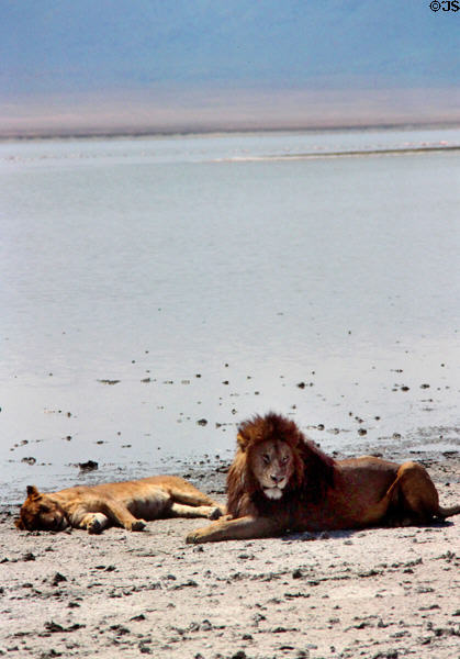 Lions (<i>Panthera leo</i>) resting by lake in Ngorongoro Park. Tanzania.