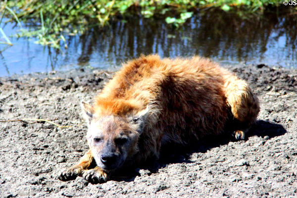 Spotted Hyena (<i>Crocuta crocuta</i>) in the dog family, resting in Ngorongoro Park. Tanzania.