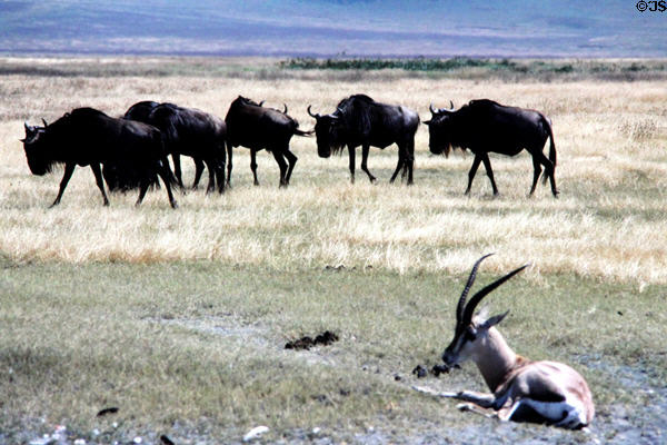 Grant's Gazelle (<i>Nanger granti</i>) resting in grass in front of herd of Gnus at Ngorongoro Park. Tanzania.