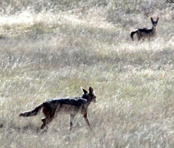 Black-backed jackal (<i>Lupulella mesomelas </i>) in the grasses of Ngorongoro Park. Tanzania.