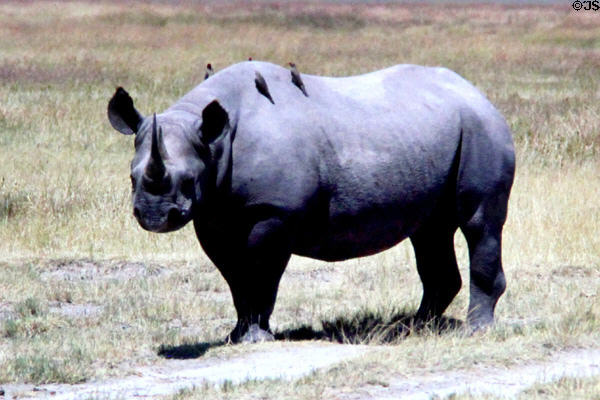 White rhinoceros (<i>Ceratotherium simum</i>) being gleaned by Red Billed Oxpecker (<i>Buphagus erythrorhynchus</i>) birds at Ngorongoro Park. Tanzania.