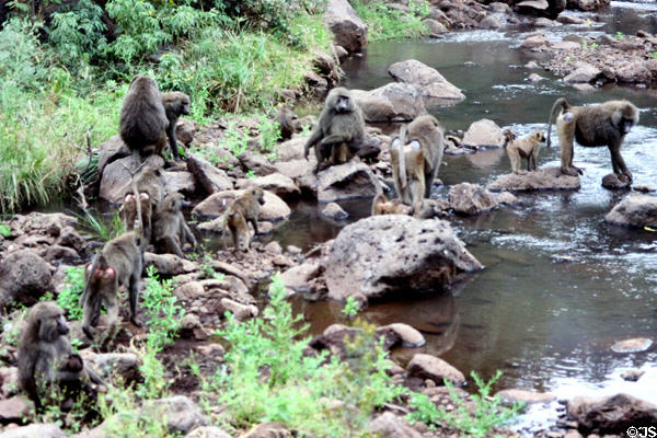Baboons gather along a stream in Lake Manyara National Park. Tanzania.