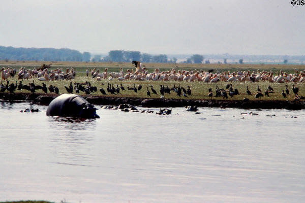 Half visible hippo in the Hippo Pool in Lake Manyara National Park. Tanzania.