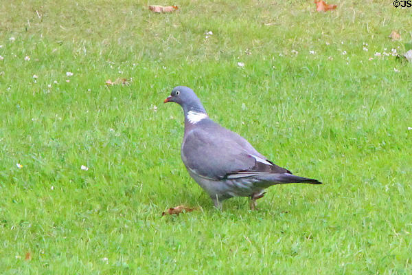 Wood Pigeon (Columbus palumbus) at Scottish National Gallery of Modern Art. Edinburgh, Scotland.