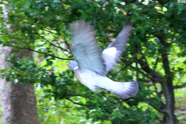 Wood Pigeon (Columbus palumbus) in flight at Scottish National Gallery of Modern Art. Edinburgh, Scotland.