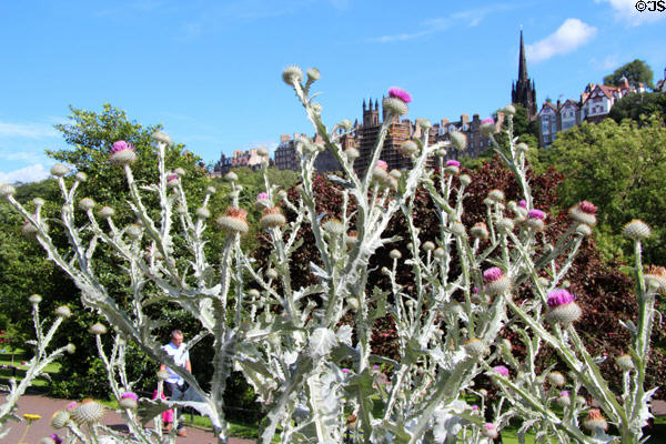 Thistle in Princes Street Gardens. Edinburgh, Scotland.