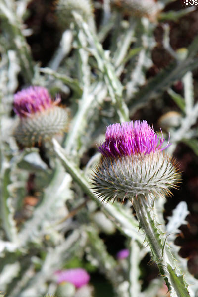 Thistle in Princes Street Gardens. Edinburgh, Scotland.
