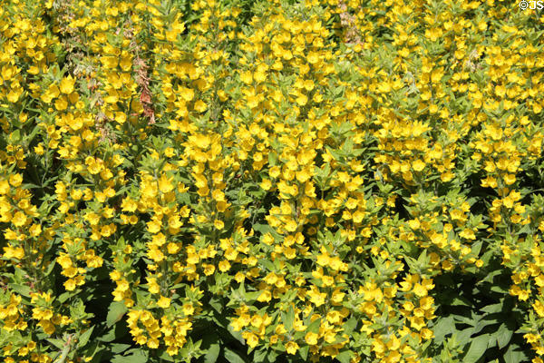 Gardens at Dirleton Castle. Dirleton, Scotland.