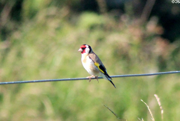 Goldfinch <i>Carduelis carduelis</i> near Tantallon Castle. Scotland.