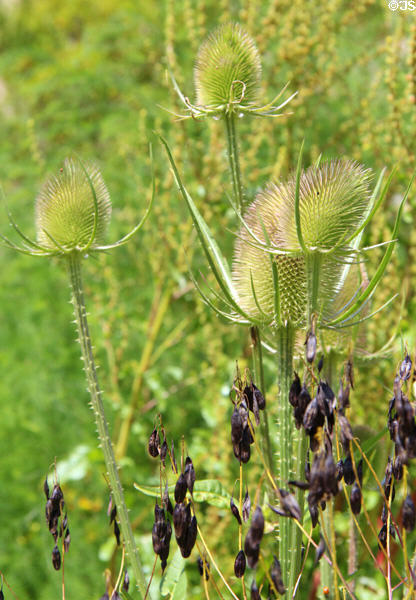 Teasels in garden at Culross Palace. Culross, Scotland.